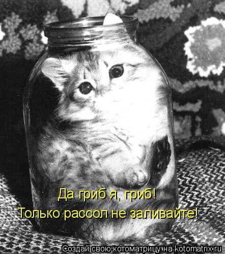 Котоматрица: Да гриб я, гриб! Только рассол не заливайте!