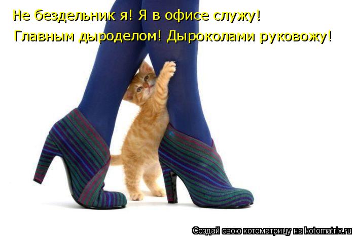 Котоматрица: Главным дыроделом! Дыроколами руковожу! Не бездельник я! Я в офисе служу!
