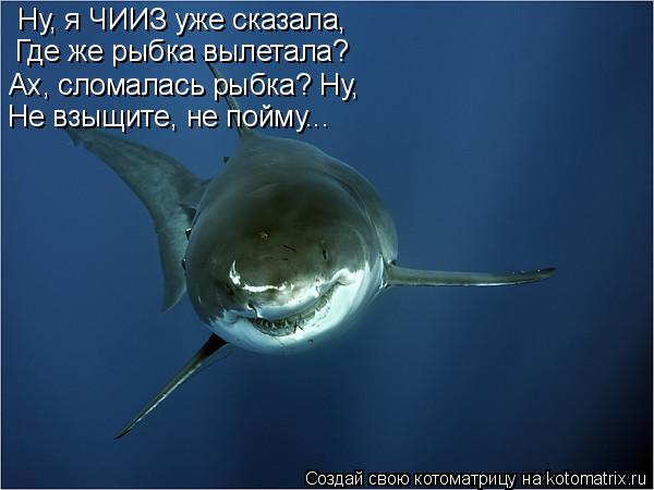 Котоматрица: Ну, я ЧИИЗ уже сказала, Где же рыбка вылетала? Ах, сломалась рыбка? Ну, Не взыщите, не пойму...