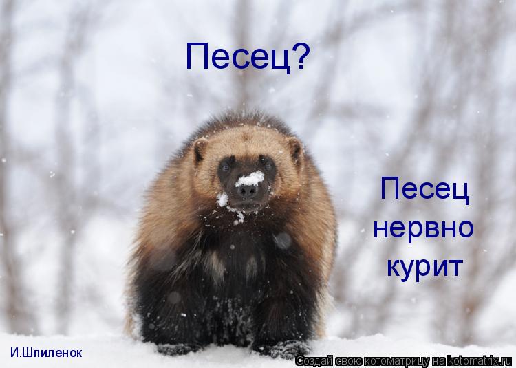 Котоматрица: Песец? Песец нервно курит И.Шпиленок