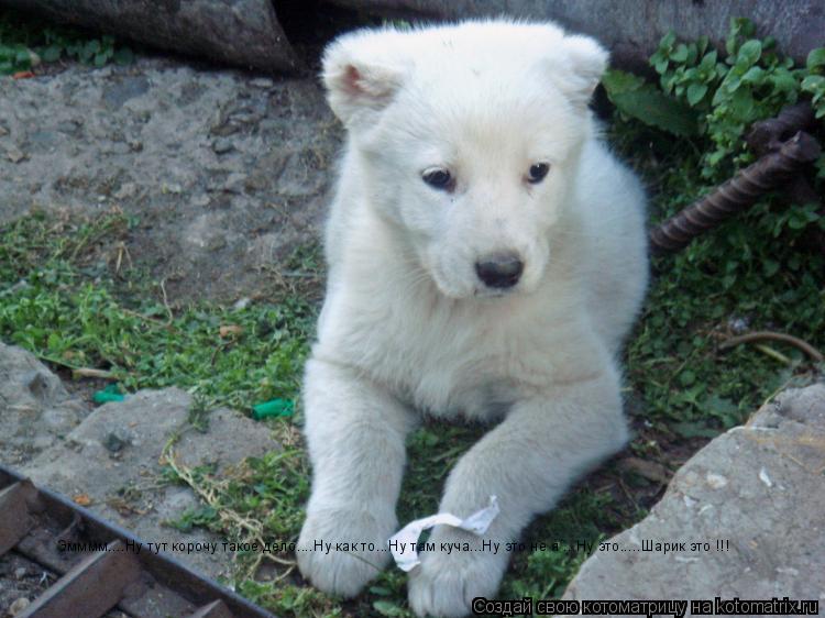 Котоматрица: Эмммм....Ну тут корочу такое дело....Ну как то...Ну там куча...Ну это не я ...Ну это.....Шарик это !!!