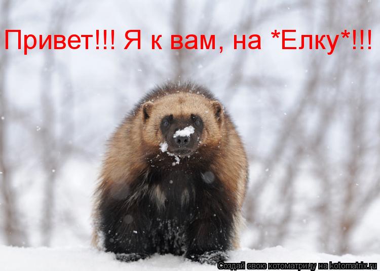 Котоматрица: Привет!!! Я к вам, на *Елку*!!!