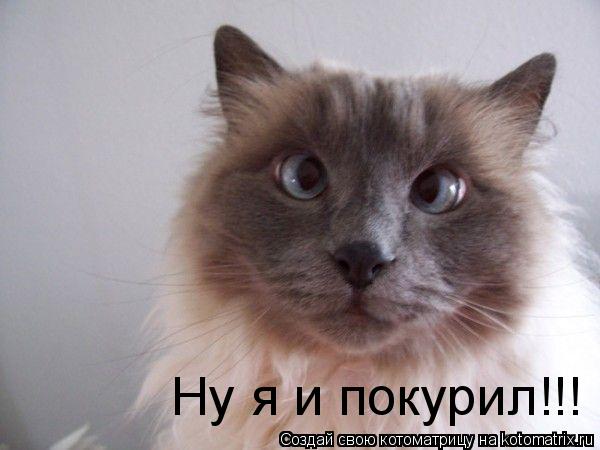 Котоматрица: Ну я и покурил!!!