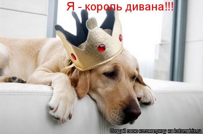 Котоматрица: Я - король дивана!!!
