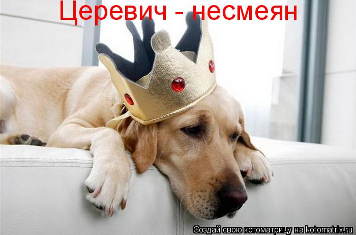 Котоматрица: Церевич - несмеян