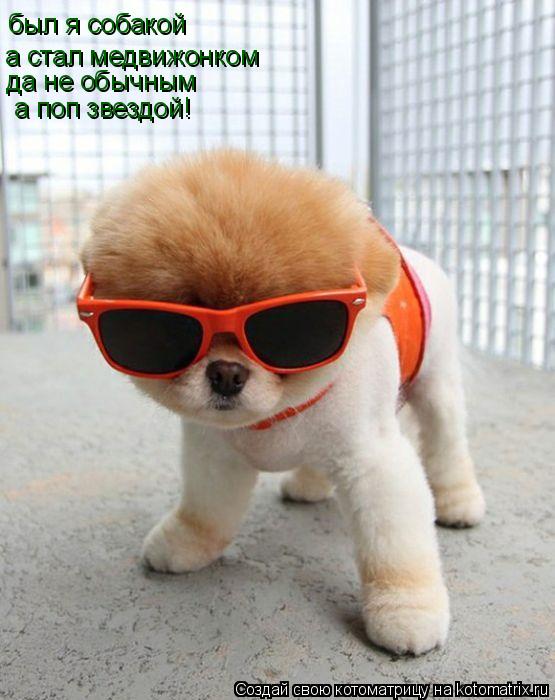 Котоматрица: был я собакой  а стал медвижонком да не обычным а поп звездой!