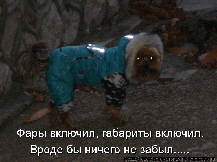 Котоматрица: Фары включил, габариты включил. Вроде бы ничего не забыл.....