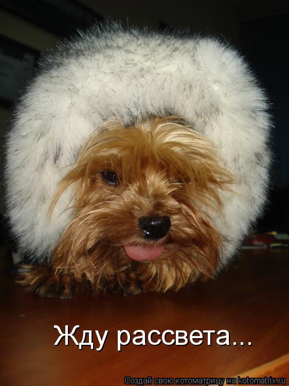 Котоматрица: Жду рассвета...