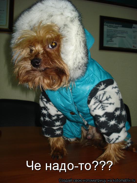 Котоматрица: Че надо-то???