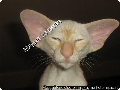 Котоматрица: Мяувет из китая