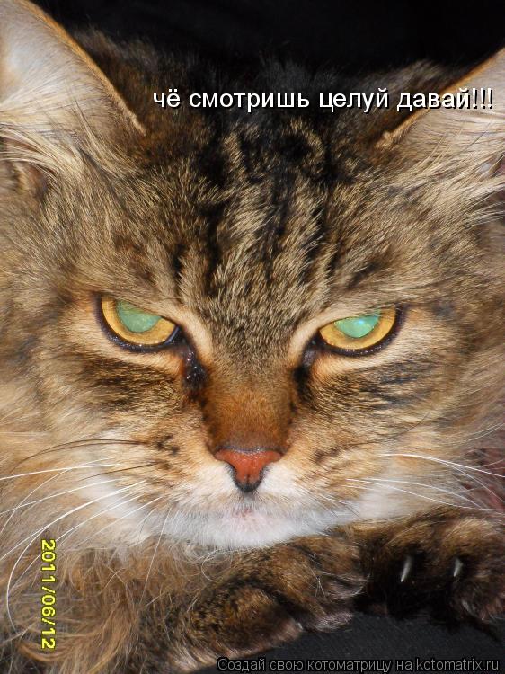 Котоматрица: чё смотришь целуй давай!!!