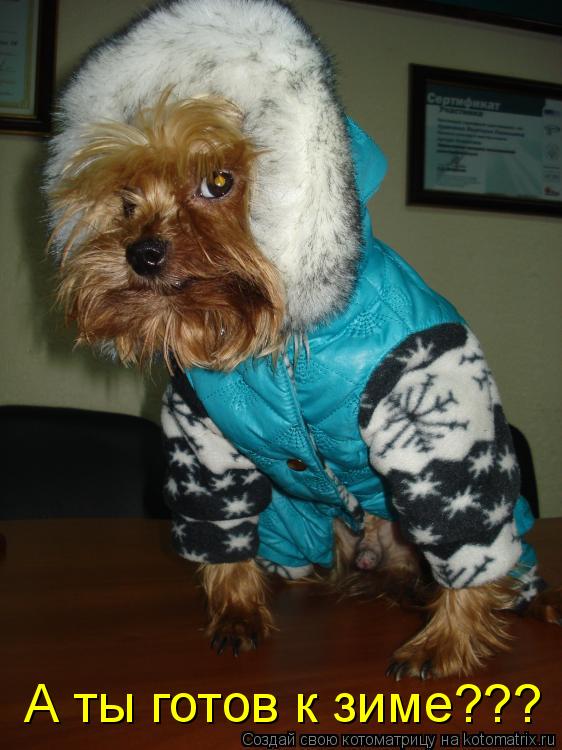 Котоматрица: А ты готов к зиме???