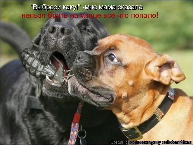 Котоматрица: "Выброси каку!" -мне мама сказала нельзя брать на улице всё что попало!