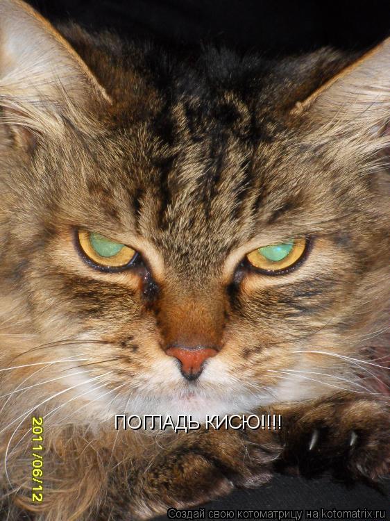 Котоматрица: ПОГЛАДЬ КИСЮ!!!!