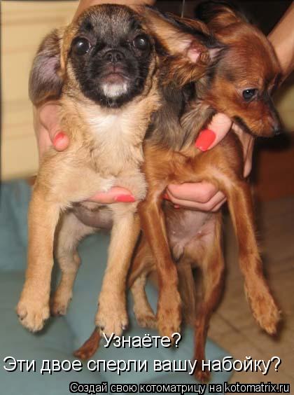 Котоматрица: Узнаёте? Эти двое сперли вашу набойку?