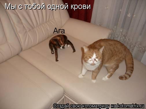 Котоматрица: Мы с тобой одной крови Ага