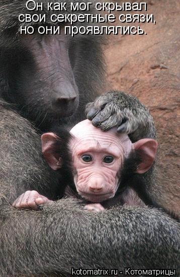 Котоматрица: Он как мог скрывал свои секретные связи, но они проявлялись.