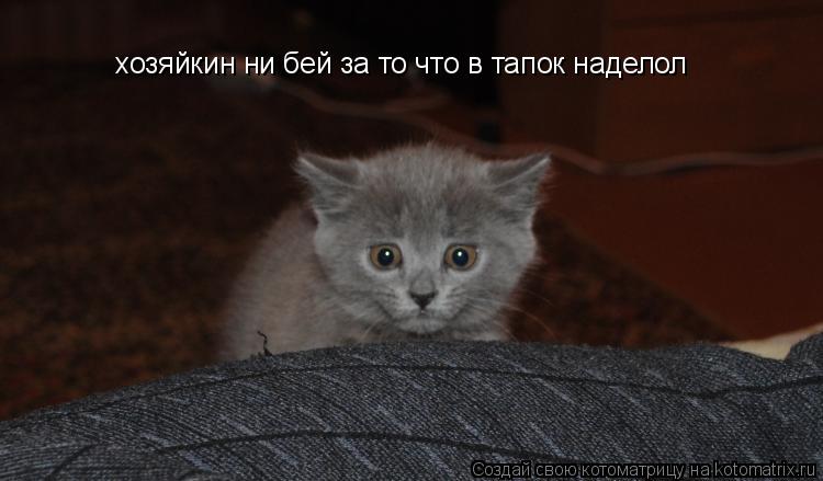 Котоматрица: хозяйкин ни бей за то что в тапок наделол