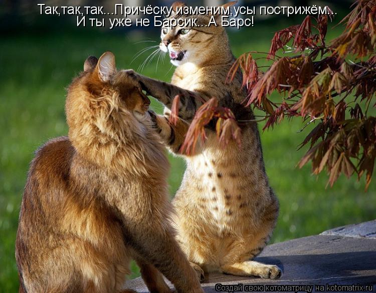 Котоматрица: Так,так,так...Причёску изменим,усы пострижём... И ты уже не Барсик...А Барс!