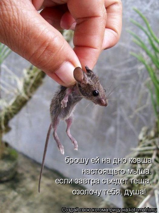 Котоматрица: брошу ей на дно ковша если завтра съедет теща, настоящего мыша. озолочу тебя, душа!