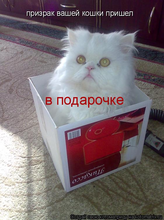 Котоматрица: призрак вашей кошки пришел в подарочке