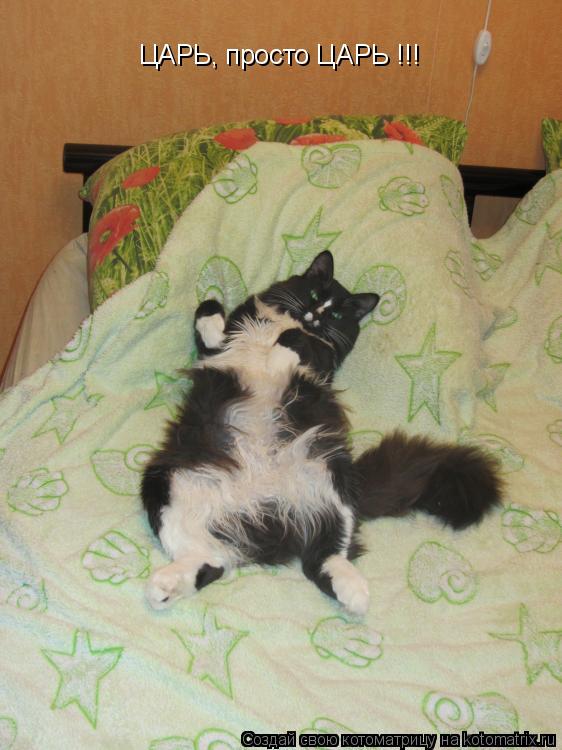 Котоматрица: ЦАРЬ, просто ЦАРЬ !!!