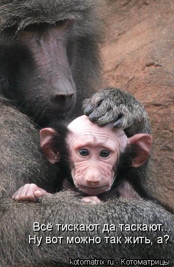 Котоматрица: Ну вот можно так жить, а? Всё тискают да таскают...