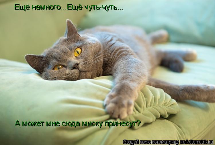 Котоматрица: Ещё немного...Ещё чуть-чуть... А может мне сюда миску принесут?