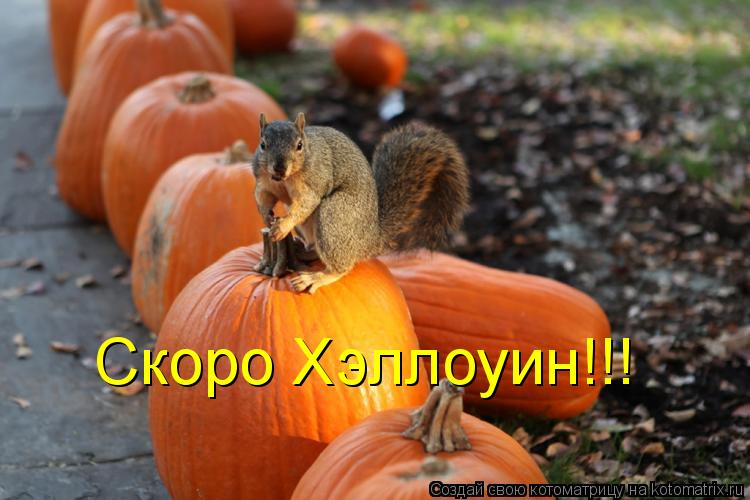 Котоматрица: Скоро Хэллоуин!!!