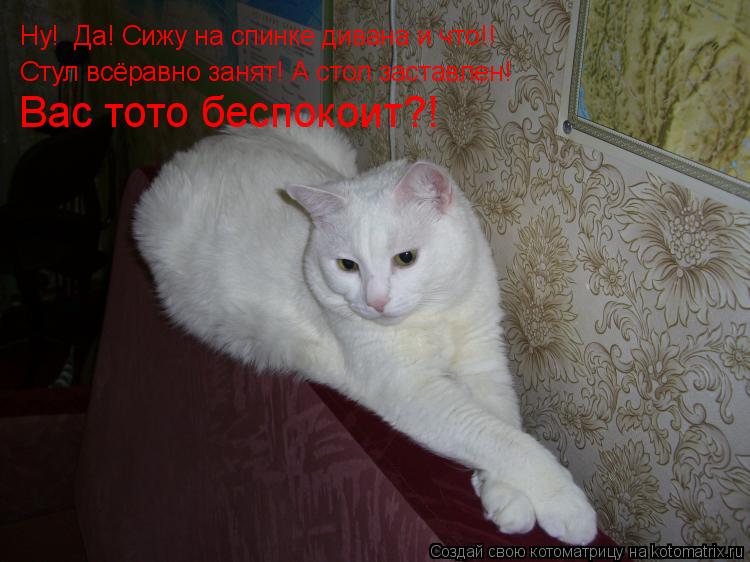 Котоматрица: Ну!  Да! Сижу на спинке дивана и что!! Стул всёравно занят! А стол заставлен! Вас тото беспокоит?!