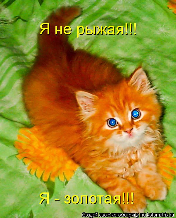 Котоматрица: Я не рыжая!!!  Я - золотая!!!