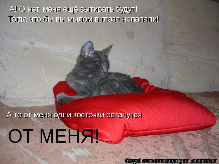 Котоматрица: А! О нет, меня ещё вытирать будут! Тогда что бы вы мылом в глаза непапали! А то от меня одни косточки останутся ОТ МЕНЯ!