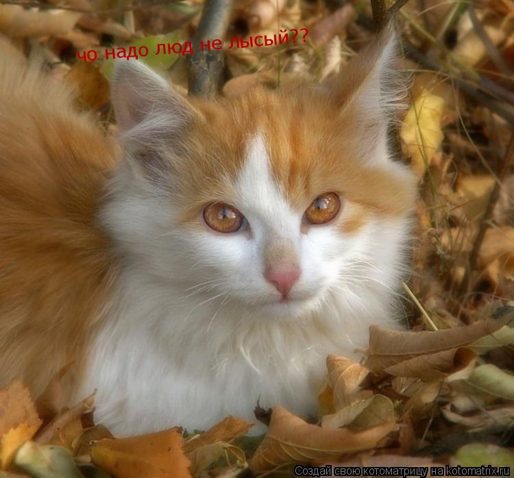 Котоматрица: чо надо люд не лысый??