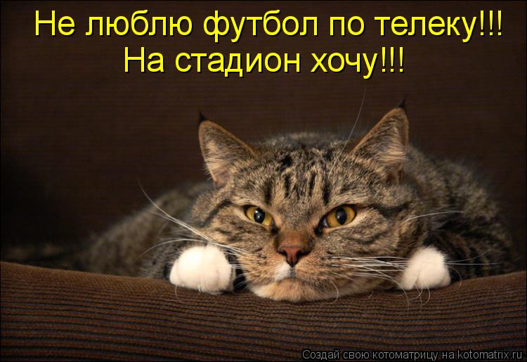 Котоматрица: Не люблю футбол по телеку!!! На стадион хочу!!!