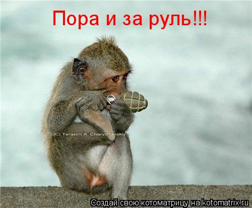 Котоматрица: Пора и за руль!!!