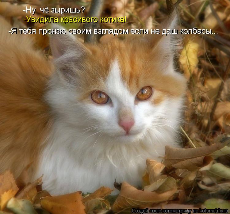Котоматрица: -Ну  чё зыришь? -Увидила красивого котика! -Я тебя пронзю своим взглядом если не даш колбасы... -Я тебя пронзю своим взглядом если не даш колбас