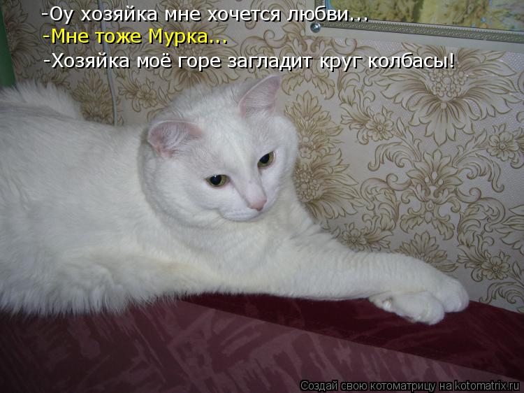 Котоматрица: -Оу хозяйка мне хочется любви... -Мне тоже Мурка... -Хозяйка моё горе загладит круг колбасы!