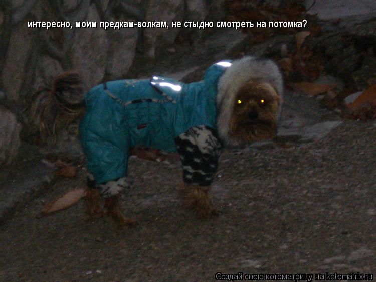 Котоматрица: интересно, моим предкам-волкам, не стыдно смотреть на потомка?