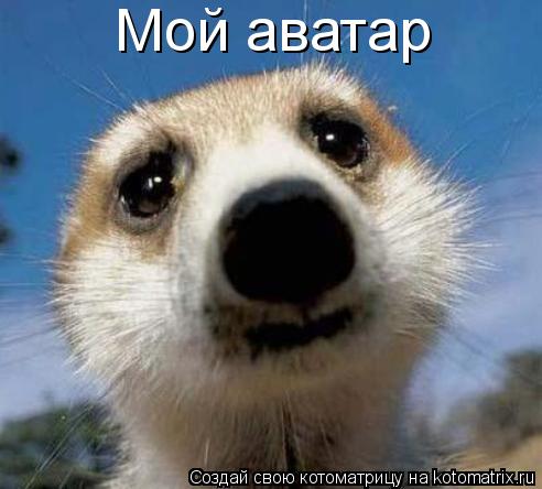 Котоматрица: Мой аватар