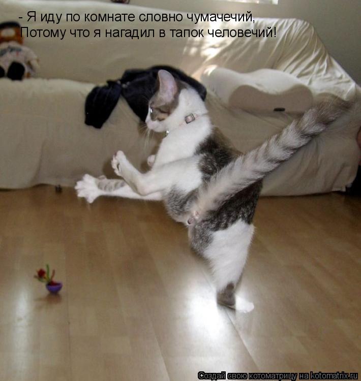 Котоматрица: - Я иду по комнате словно чумачечий, Потому что я нагадил в тапок человечий!