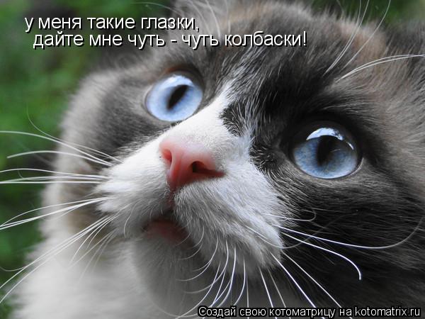 Котоматрица: у меня такие глазки, дайте мне чуть - чуть колбаски!