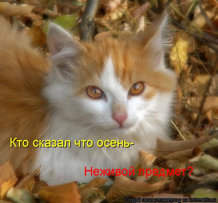 Котоматрица: Кто сказал что осень- Неживой предмет?