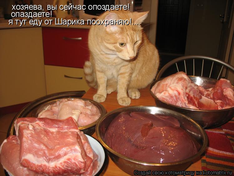 Котоматрица: хозяева, вы сейчас опоздаете! опаздаете! я тут еду от Шарика поохраняю!....