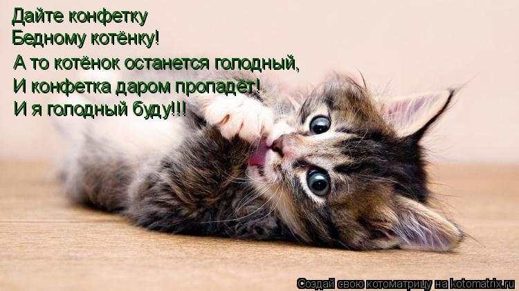 Котоматрица: Дайте конфетку Бедному котёнку! А то котёнок останется голодный, И конфетка даром пропадёт! И я голодный буду!!!