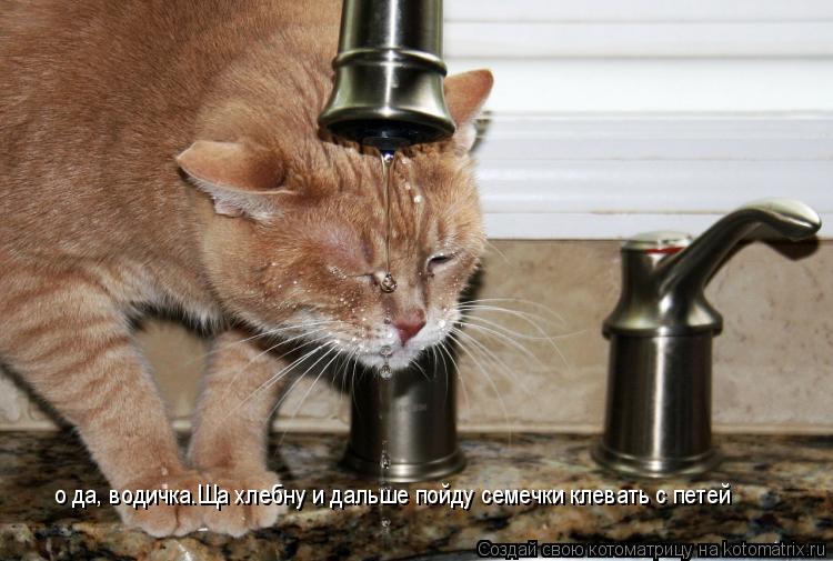 Котоматрица: о да, водичка.Ща хлебну и дальше пойду семечки клевать с петей