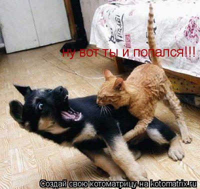 Котоматрица: ну вот ты и попался!!!