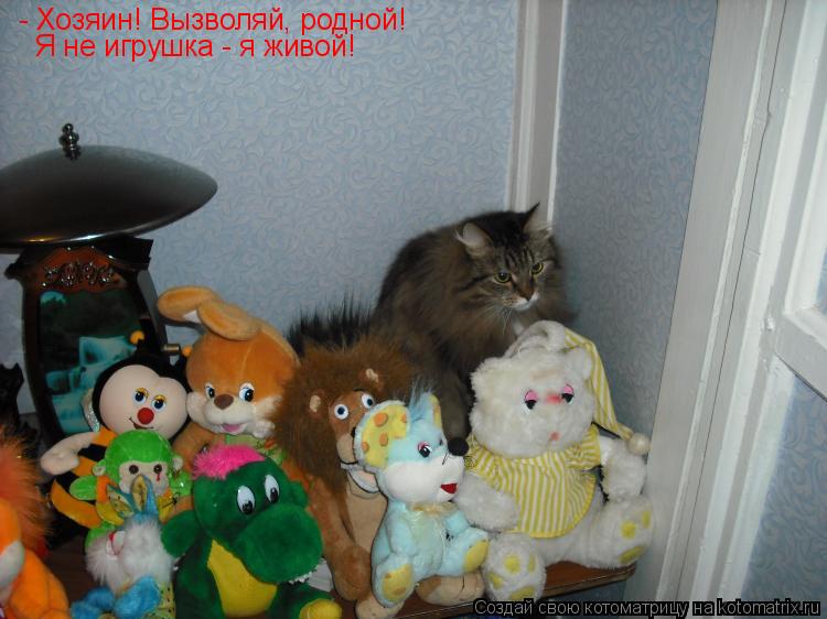 Котоматрица: - Хозяин! Вызволяй, родной! Я не игрушка - я живой!