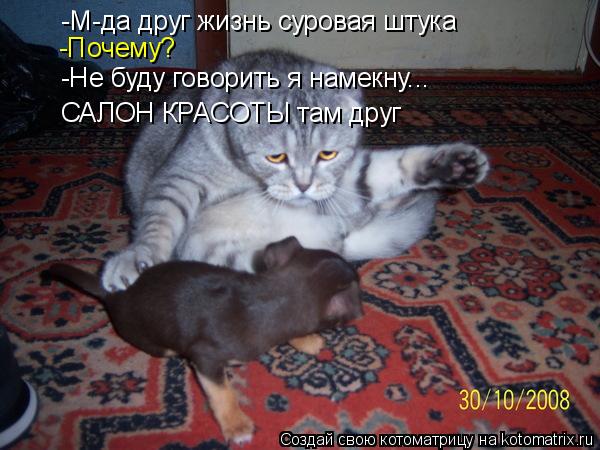 Котоматрица: -М-да друг жизнь суровая штука -Почему? -Не буду говорить я намекну...  САЛОН КРАСОТЫ там друг