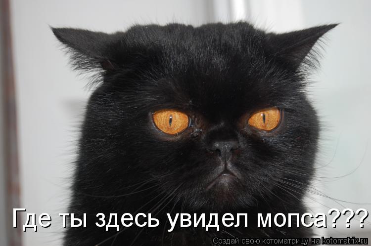 Котоматрица: Где ты здесь увидел мопса???