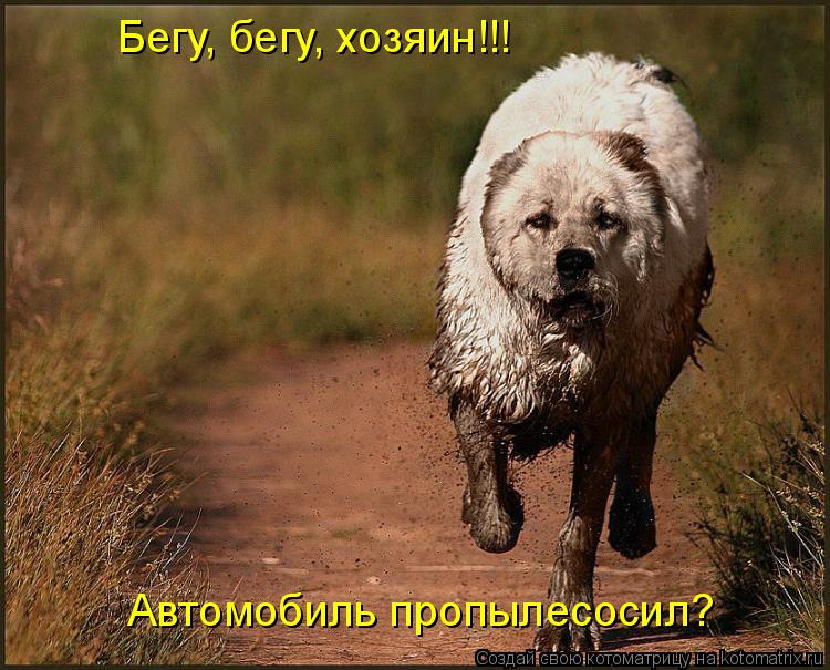 Котоматрица: Автомобиль пропылесосил? Бегу, бегу, хозяин!!!